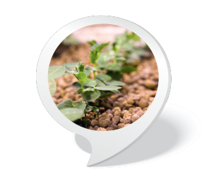 Plants