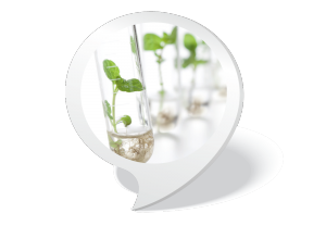 Plant in test tube