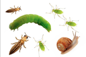 Insects