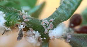 Bugs on plant