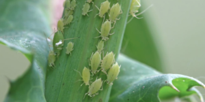 aphids on a plant